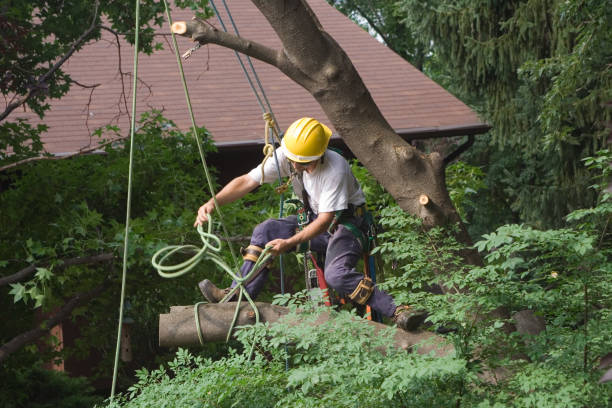 Best Tree Removal  in Ellerslie, GA