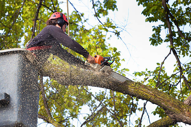 Best Seasonal Cleanup (Spring/Fall)  in Ellerslie, GA