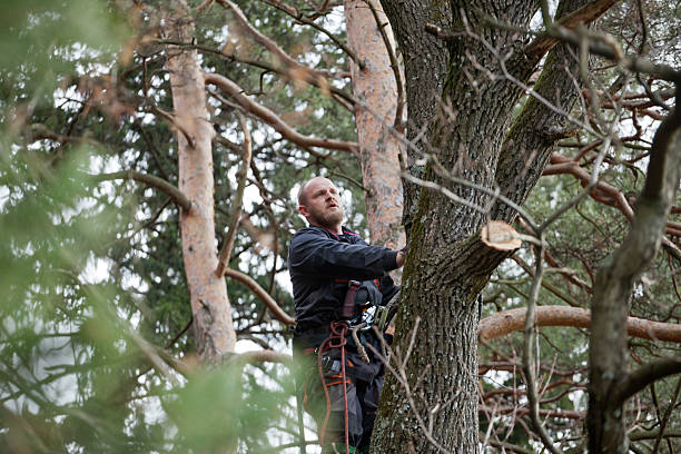 Trusted Ellerslie, GA Tree Care Experts