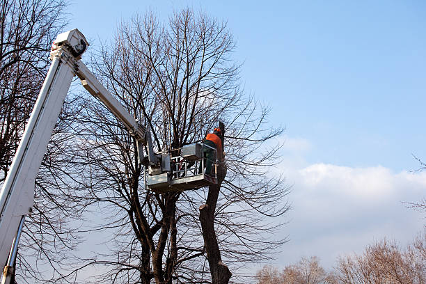 Best Hedge Trimming  in Ellerslie, GA